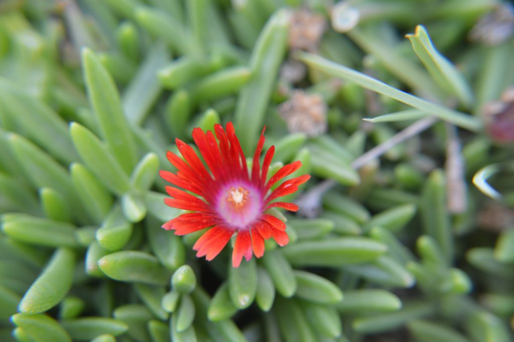 Red Mountain Flame Ice Plant