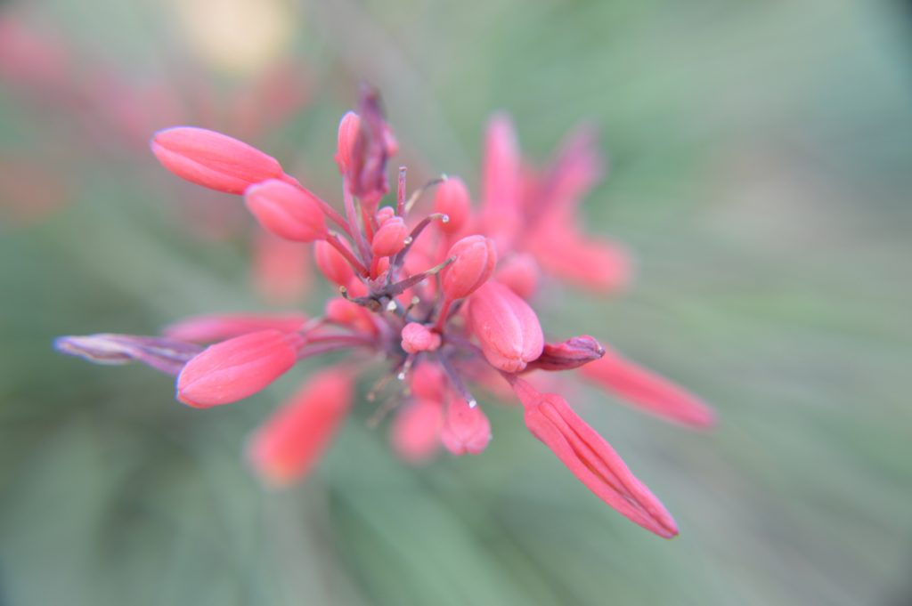 Texas Red Yucca