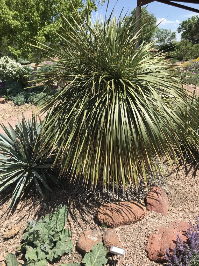 Thompson Yucca