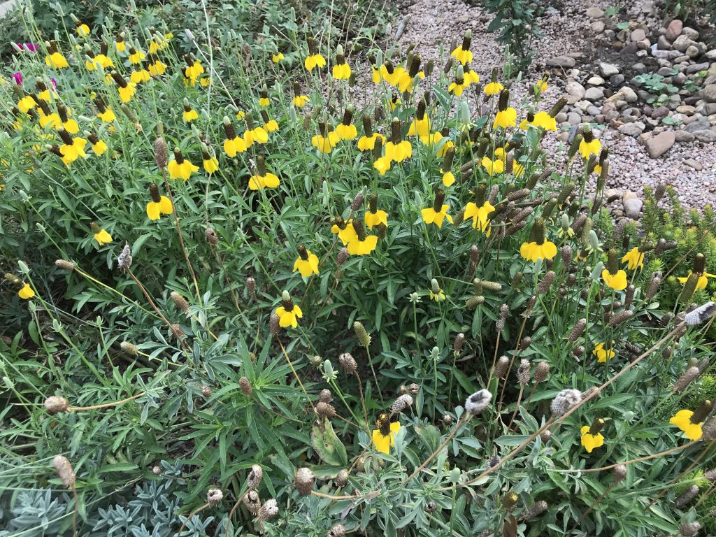 Yellow Prairie Cone Flower