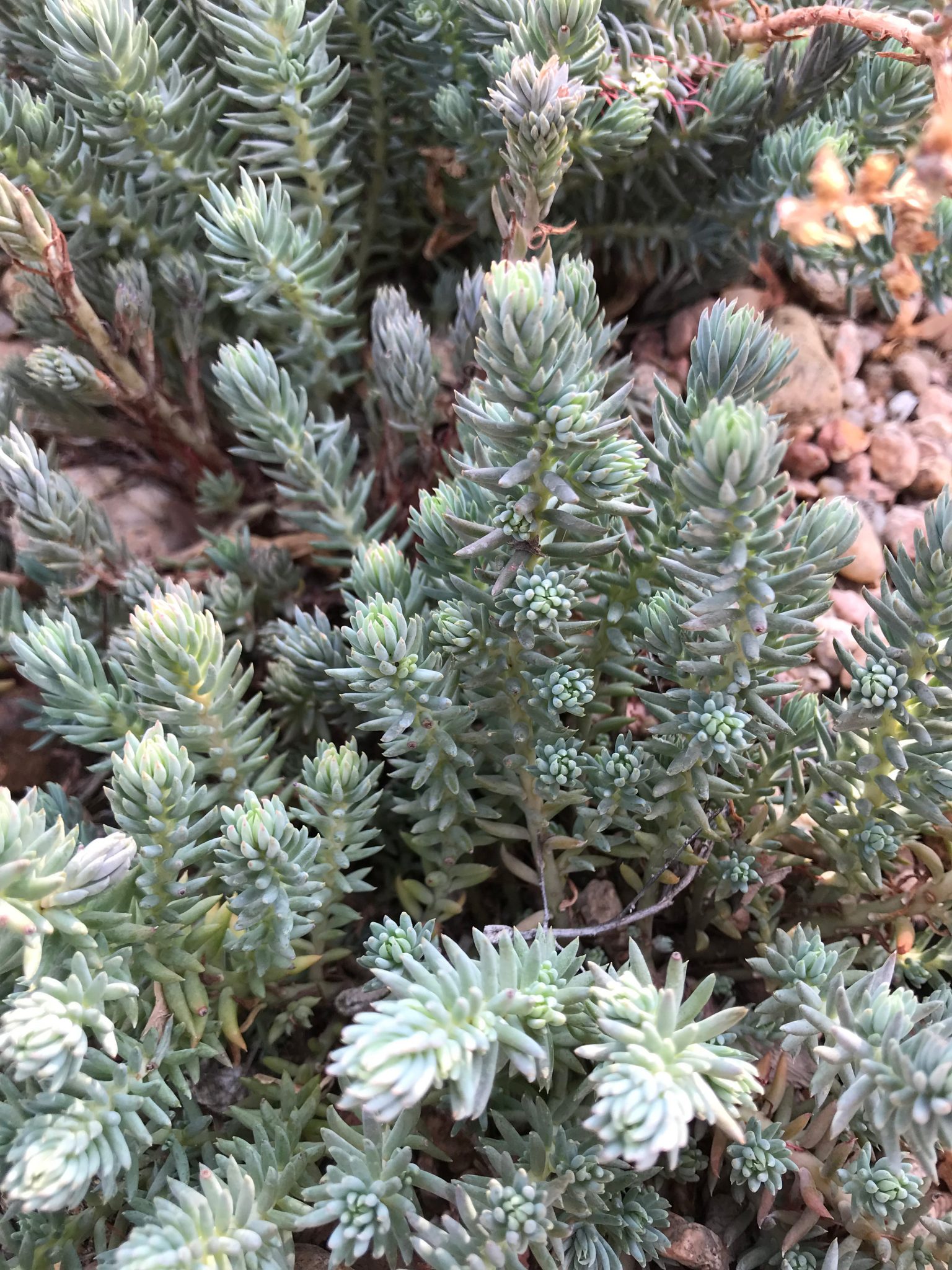 Blue Spruce Sedum / Stonecrop – Adams County Extension