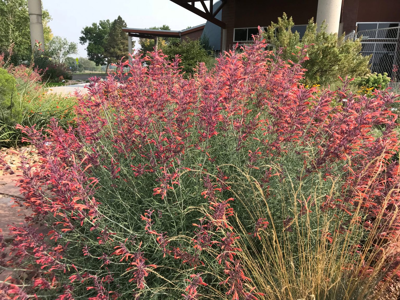 Agastache Sunset Hyssop – Adams County Extension