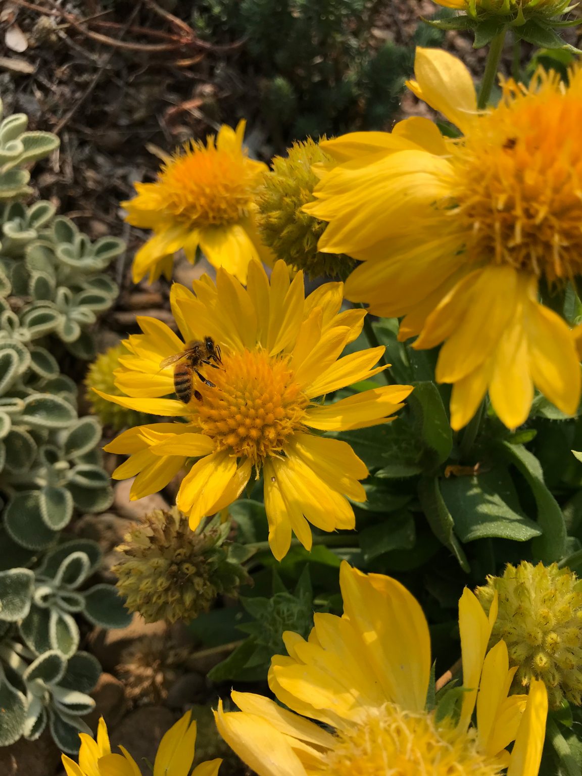 Blanket Flower Mesa Yellow Adams County Extension