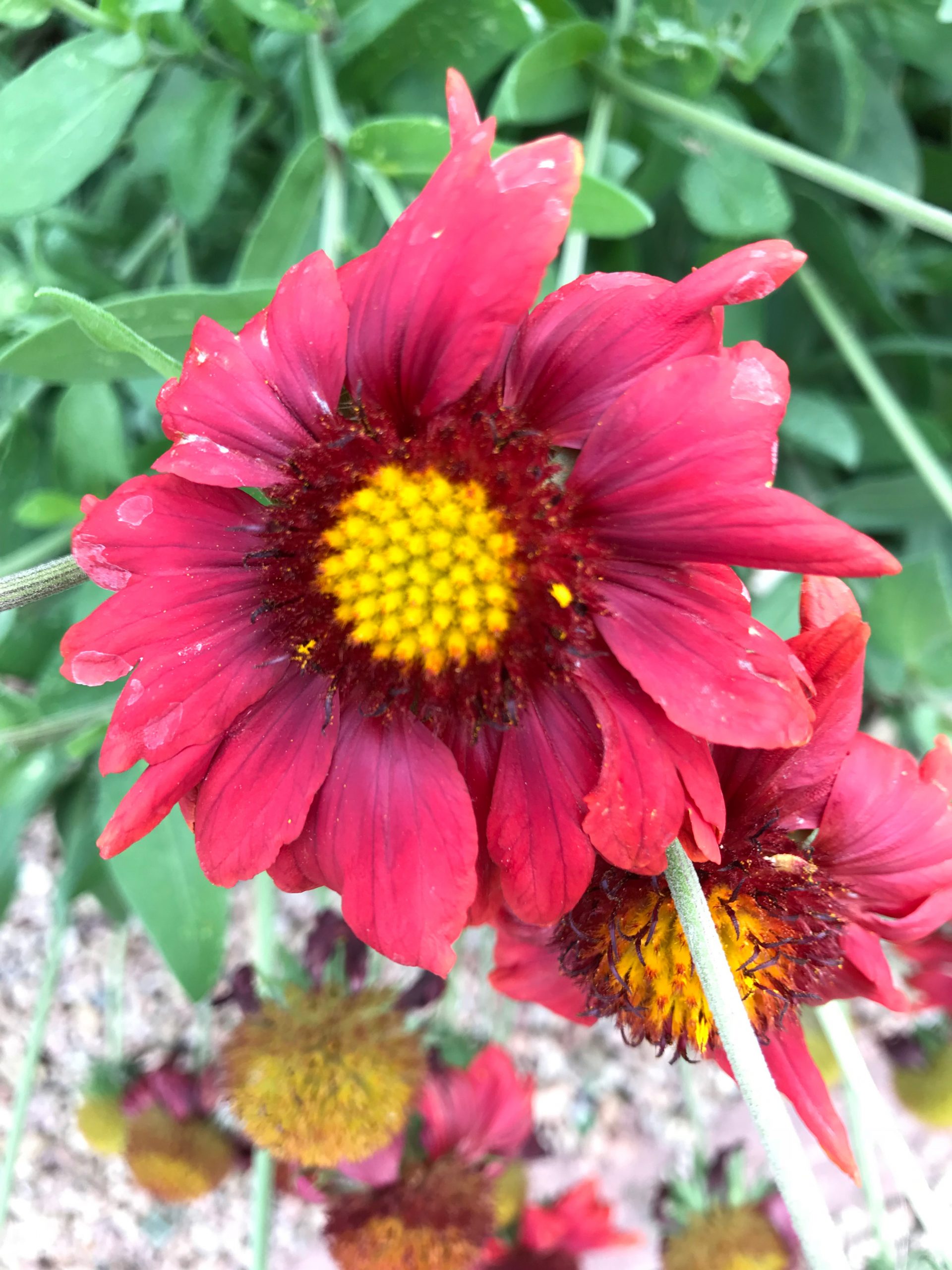 Burgundy Blanket Flower Adams County Extension