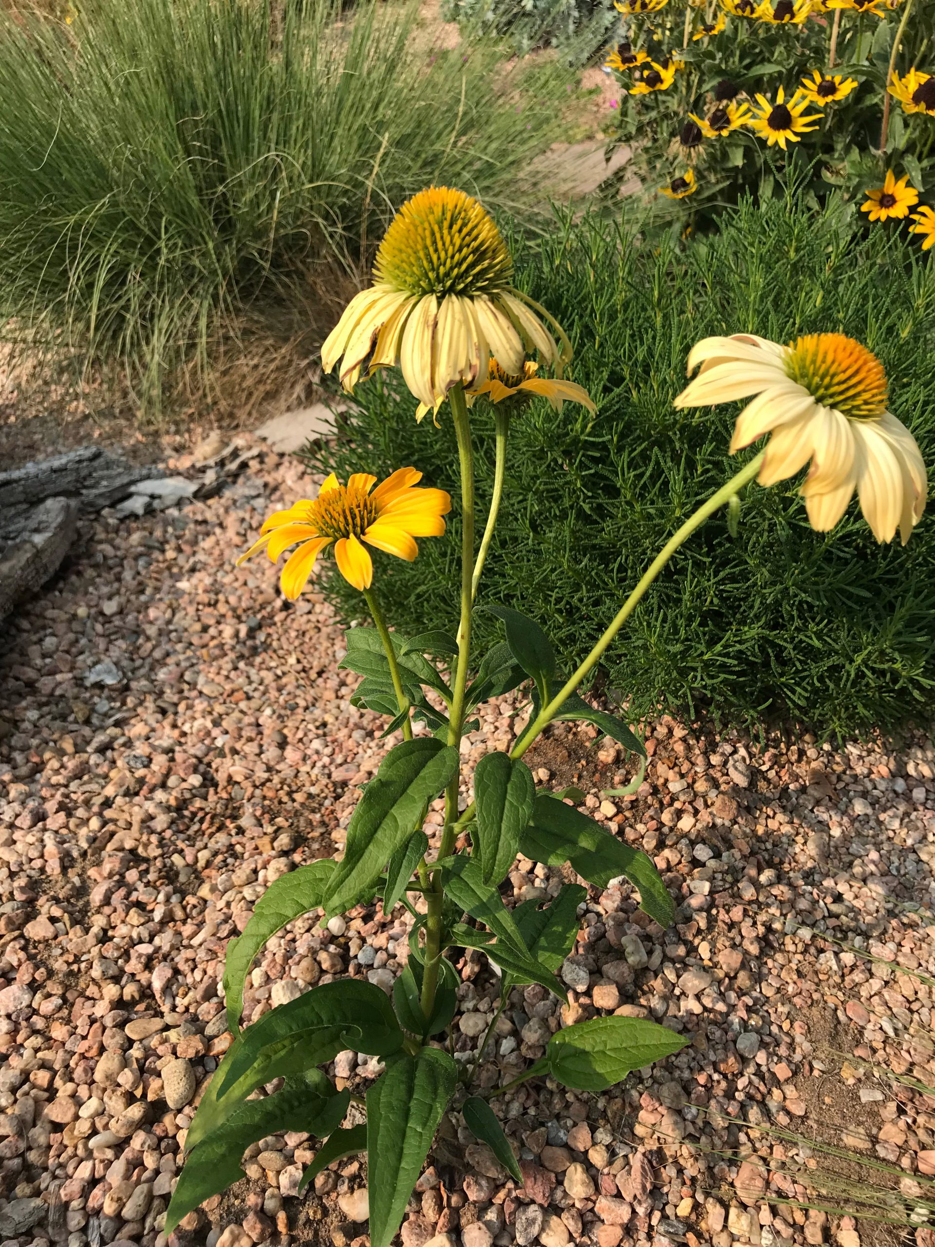 Coneflower Cheyenne Spirit Adams County Extension