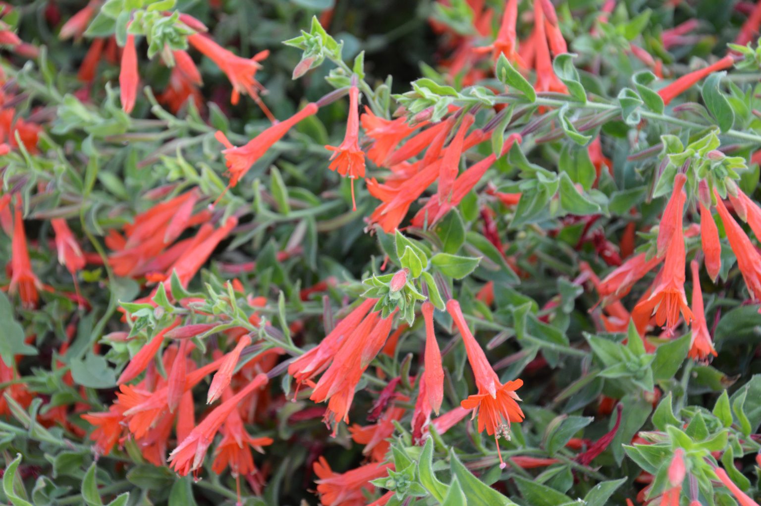 Orange Carpet Hummingbird Trumpet – Adams County Extension