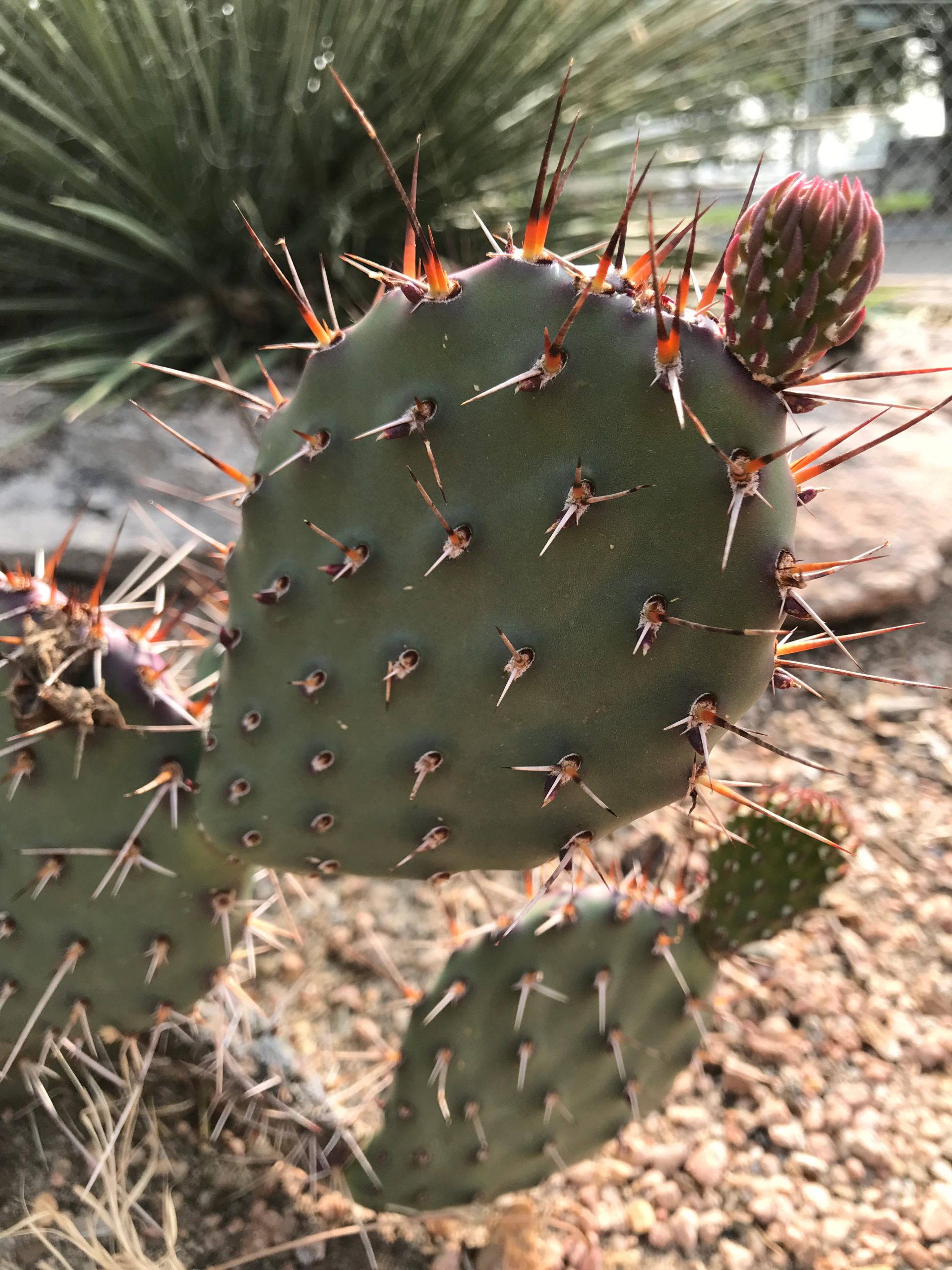 Purple Prickly Pear Adams County Extension