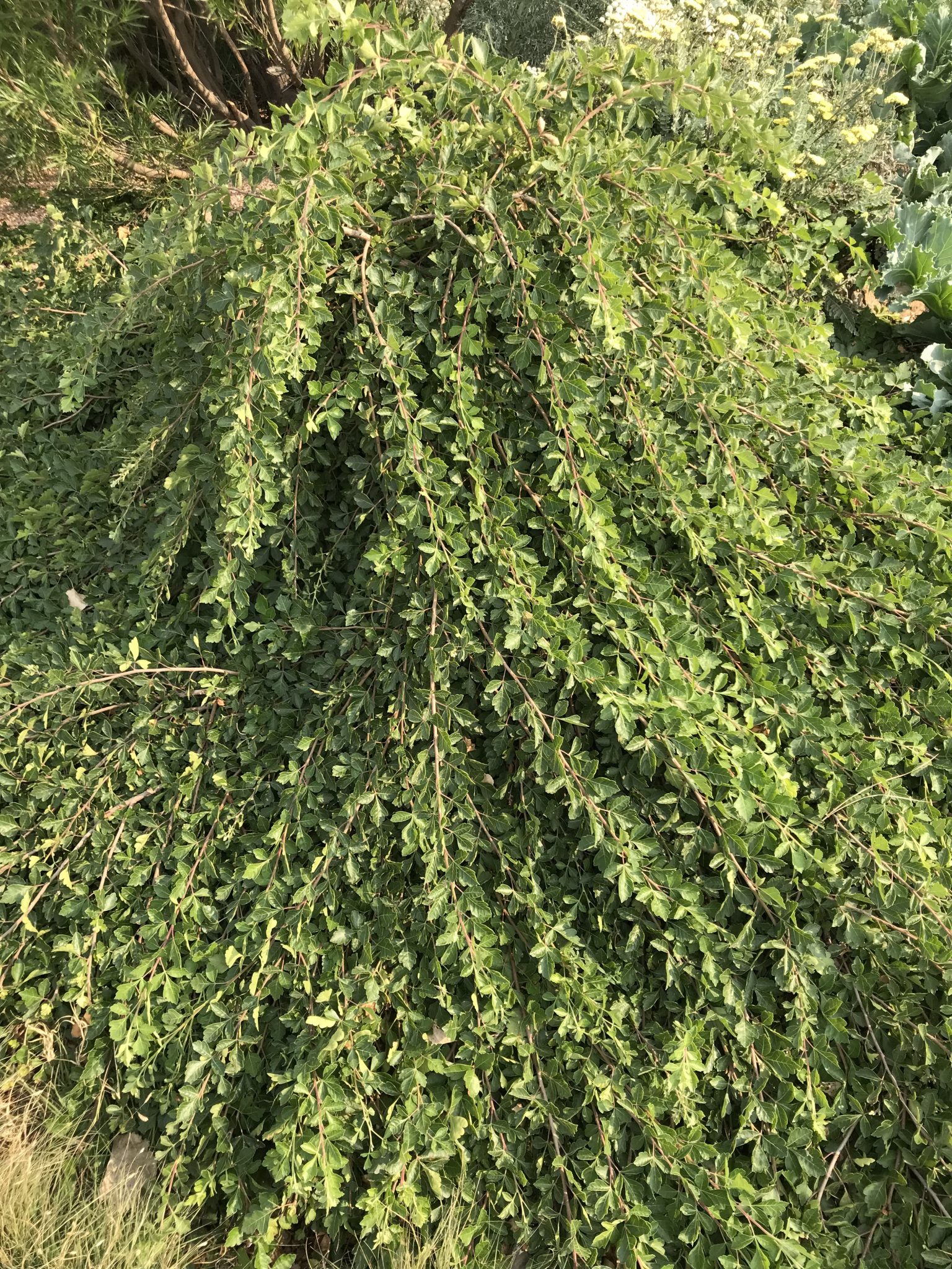 Three Leaf Sumac - CSU Extension - Adams County