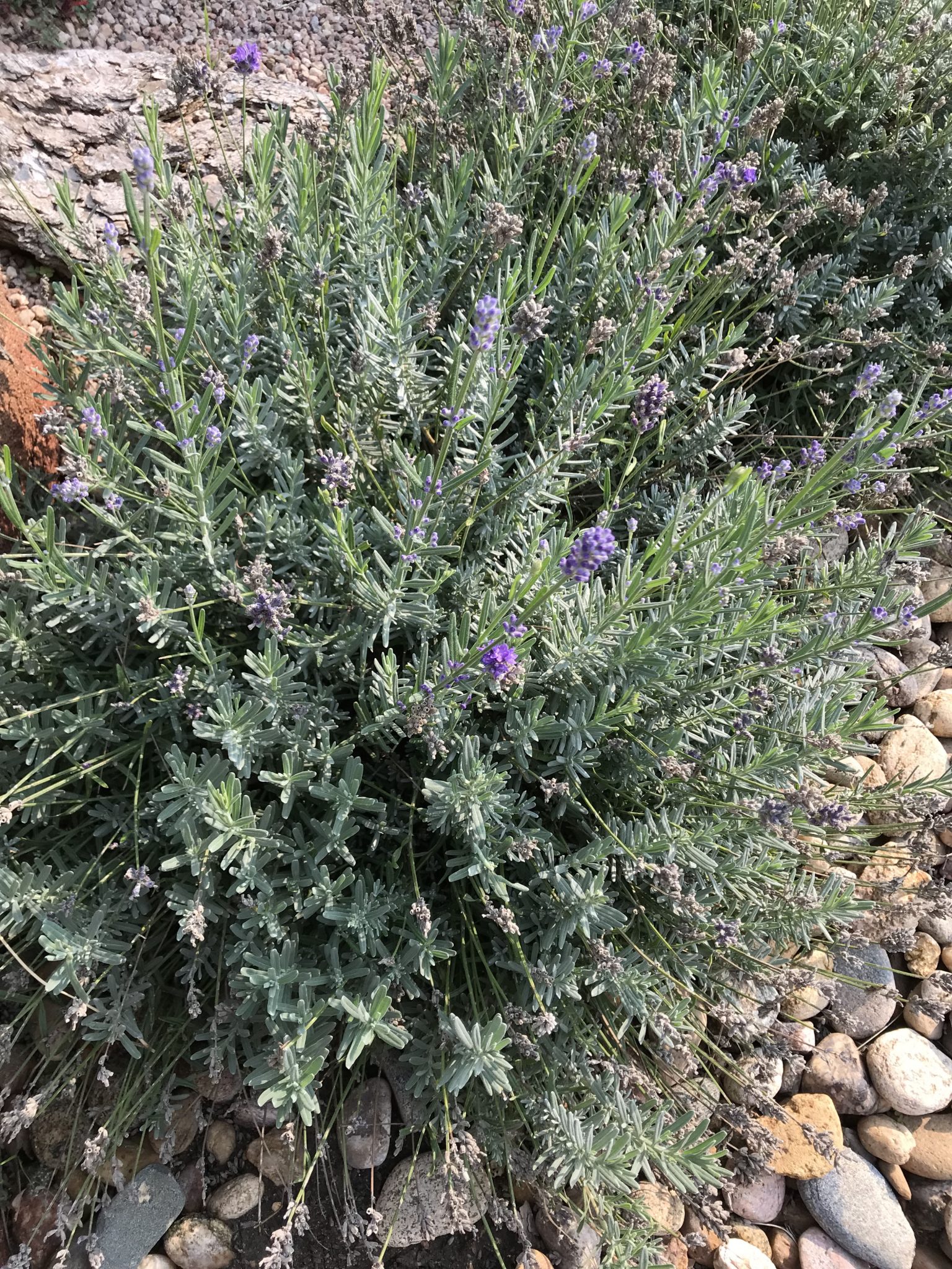 Wee One Lavender – Adams County Extension